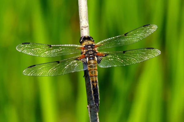 Detailní Makro Pohled Hmyz Vážky — Stock fotografie