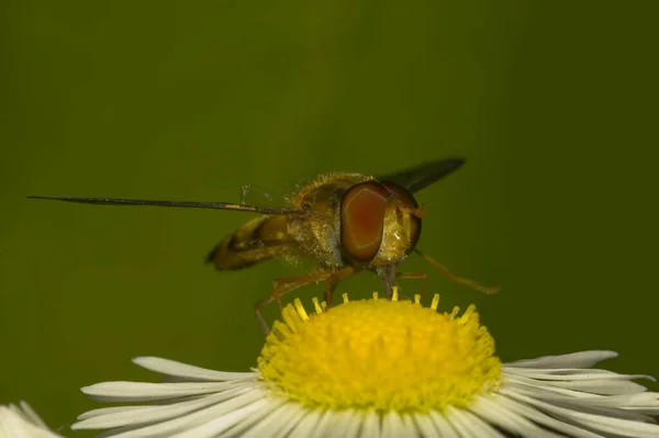 Vue Rapprochée Insecte Nature — Photo