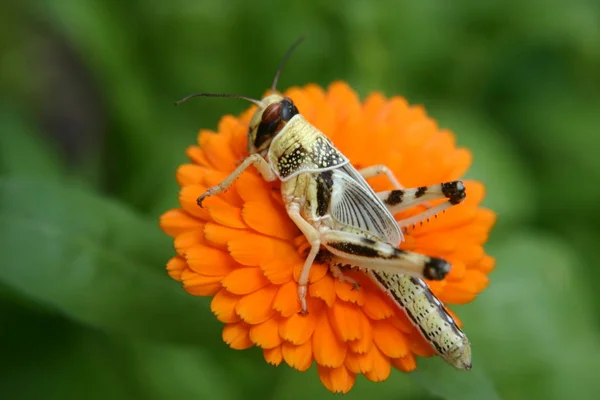 Grasshopper Insect Invertebrate Praying Bug — Stock Photo, Image