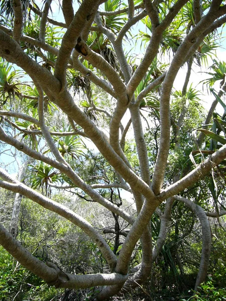 Fraser Island Australien 2003 — Stockfoto