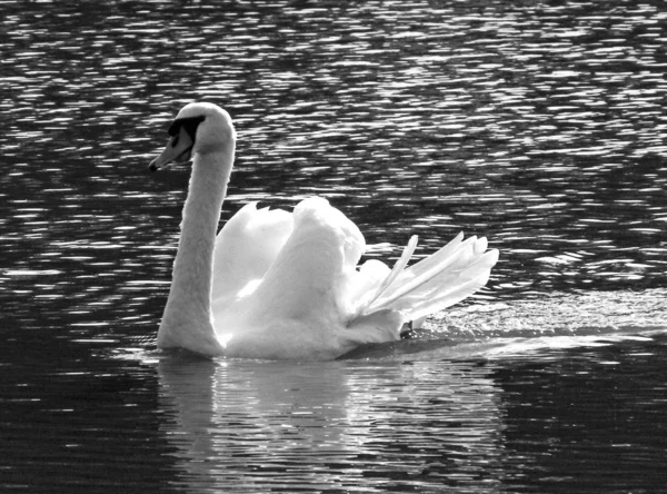 Vista Cênica Cisnes Majestosos Natureza — Fotografia de Stock