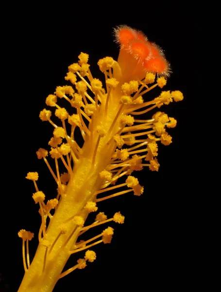 美しい花 花のコンセプトの背景 — ストック写真