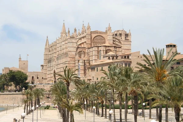 Palma Catedral Suya — Foto de Stock