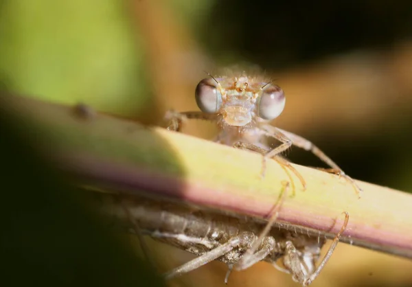 Hallo Hier Ben — Stockfoto