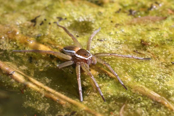 Närbild Insekter Naturen — Stockfoto