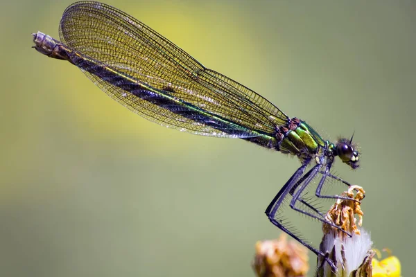 Detailní Makro Pohled Hmyz Vážky — Stock fotografie