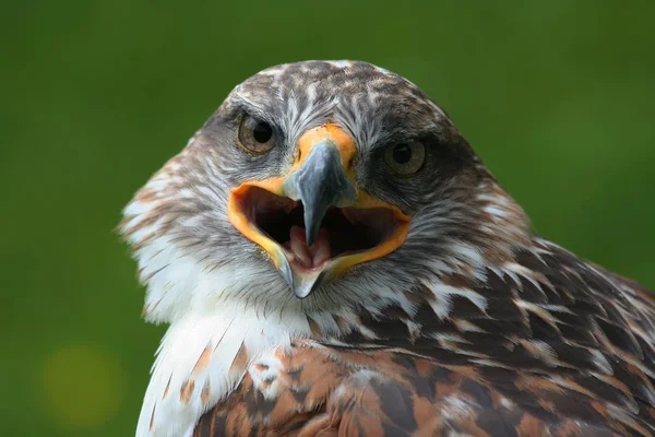 Vue Panoramique Sur Majestueux Prédateur Buzzard — Photo