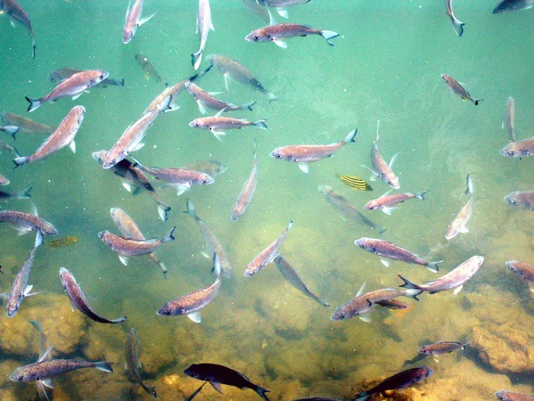 Carta Parati Tema Marino Colpo Subacqueo — Foto Stock