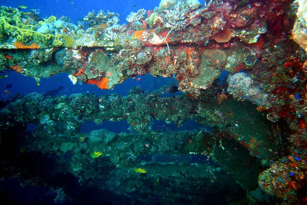Undervattens Marint Liv Med Fiskar Och Koraller — Stockfoto
