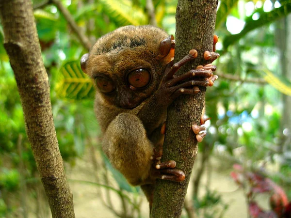 Wieder Einmal Ein Tarsierbild Bohol Philippinen Enthalten — Stockfoto