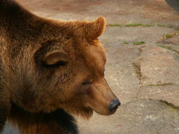 Não Sei Qual Urso Pior Fora Suportar Datas Germany Urso — Fotografia de Stock