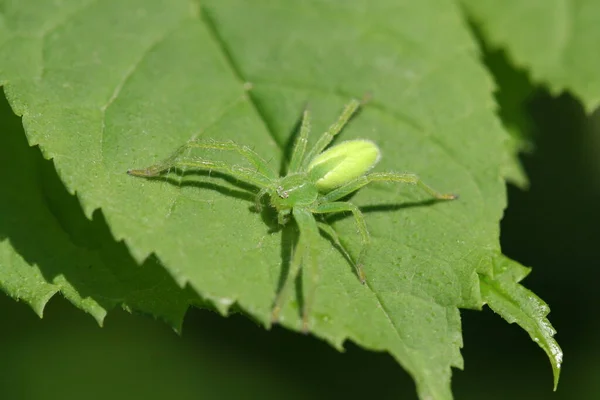 Temible Insecto Araña —  Fotos de Stock