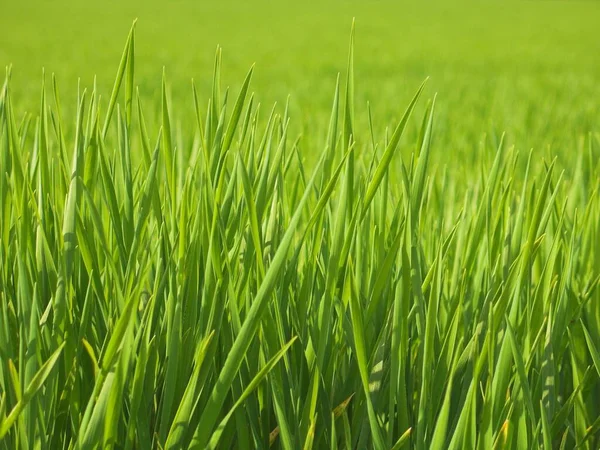 Scenic View Countryside Selective Focus — Stock Photo, Image