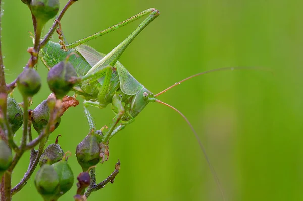 Close Zicht Van Kleine Sprinkhanen Insect — Stockfoto