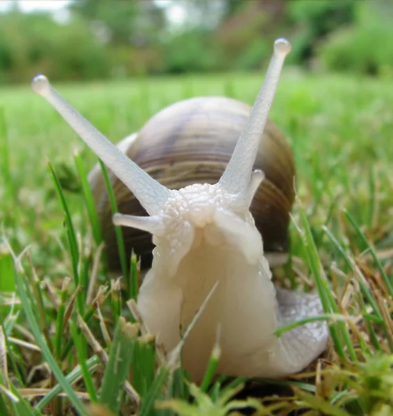 Caracol Animal Molusco Gastropod — Fotografia de Stock