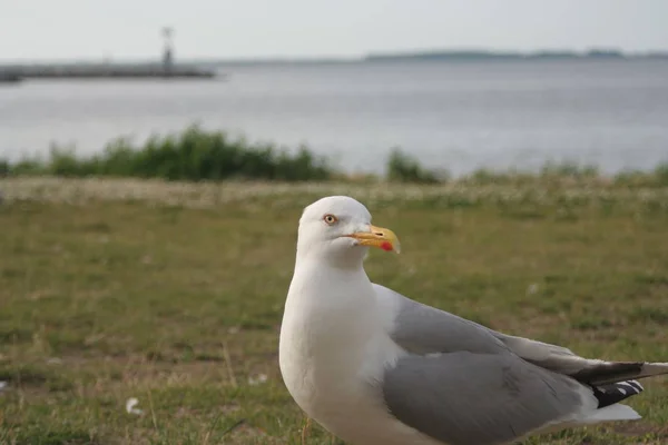 Seagull Harbor Background — Stock Photo, Image