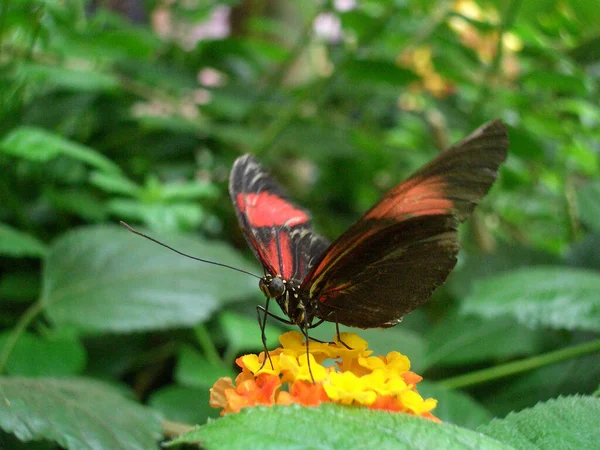 Крупним Планом Красивий Барвистий Метелик — стокове фото