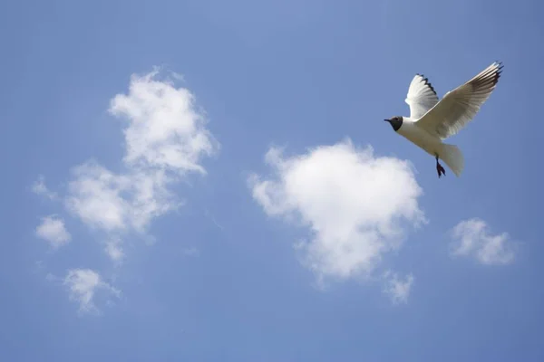 Schilderachtig Uitzicht Mooie Schattige Meeuw Vogel — Stockfoto