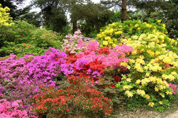 Magnífico Jardim Rododentron Dresden Loschwitz Maio Junho Plantas Florescem — Fotografia de Stock