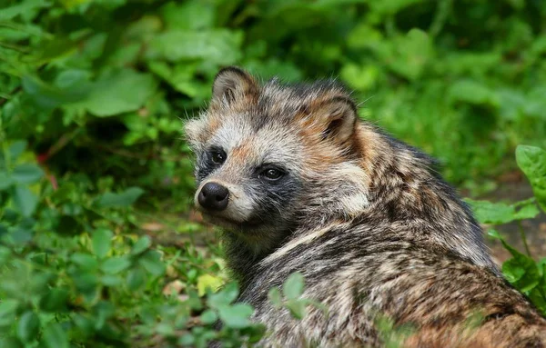 Raccoon Dog Enok Belongs Family Canids Native East Asia Fur — Stok Foto