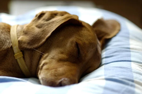 Relaxing Sleeping Dog Animal — Stock Photo, Image