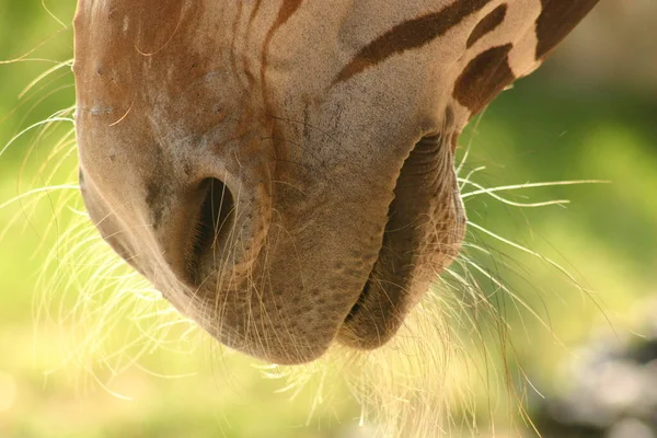 Animaux Différents Foyer Sélectif — Photo