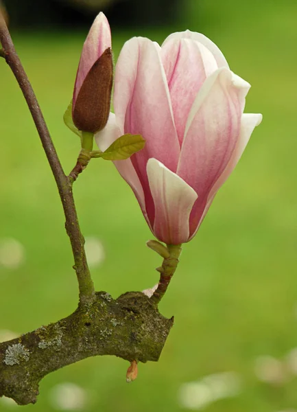 Magnolia Fleurs Floraison Flore Printemps Pétales — Photo