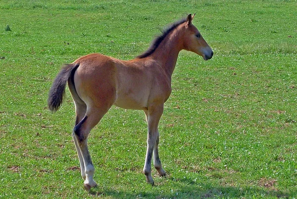 Lovak Nappal Szabadban — Stock Fotó