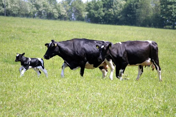 Vacas Paisagem Natural Foco Seletivo — Fotografia de Stock