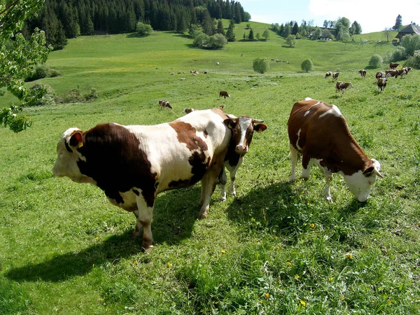 Zadržen Horním Černém Lese — Stock fotografie