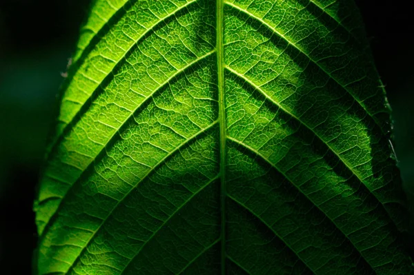 Mooi Botanisch Schot Natuurlijk Behang — Stockfoto