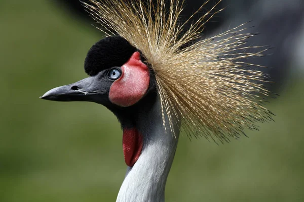 Schilderachtig Uitzicht Prachtige Gekroonde Kraanvogel — Stockfoto