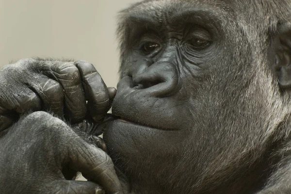 Primata Macaco Gorila Macaco — Fotografia de Stock