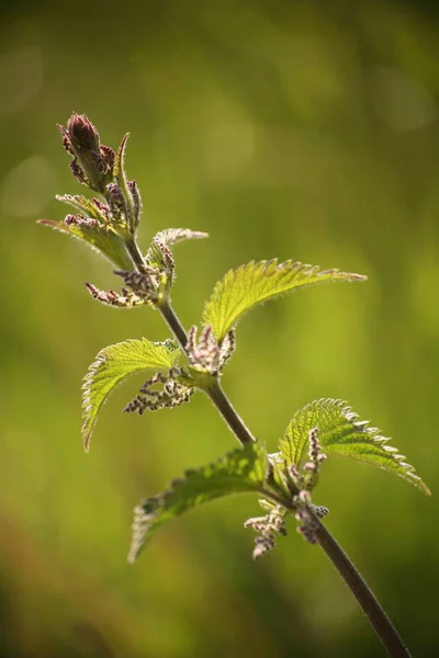 Hermoso Plano Botánico Fondo Pantalla Natural — Foto de Stock