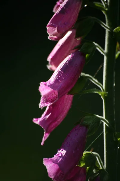 Foxrukavice Květina Botanická Krása — Stock fotografie
