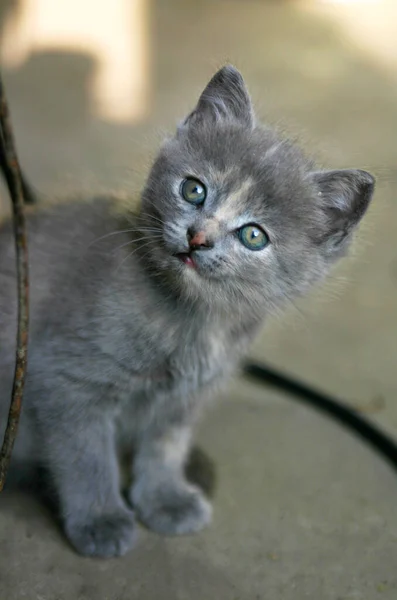 Ritratto Gatto Carino — Foto Stock