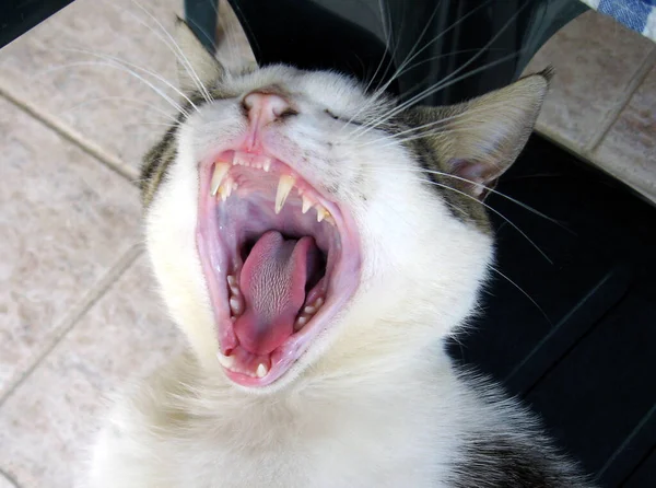 Грайливий Смішний Кіт Тварина Або Домашня Тварина Концепція — стокове фото