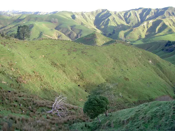 Hügel Neuseeland — Stockfoto