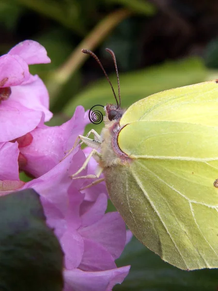 Vista Primer Plano Hermosa Mariposa Colorida —  Fotos de Stock