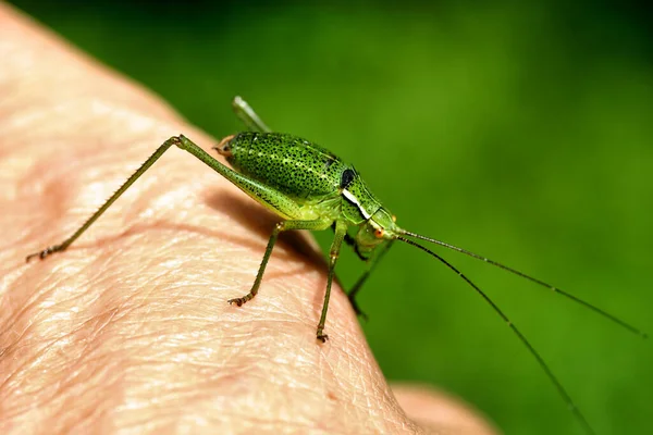 Cricket Has Jumped Hand Stayed — Stock Photo, Image