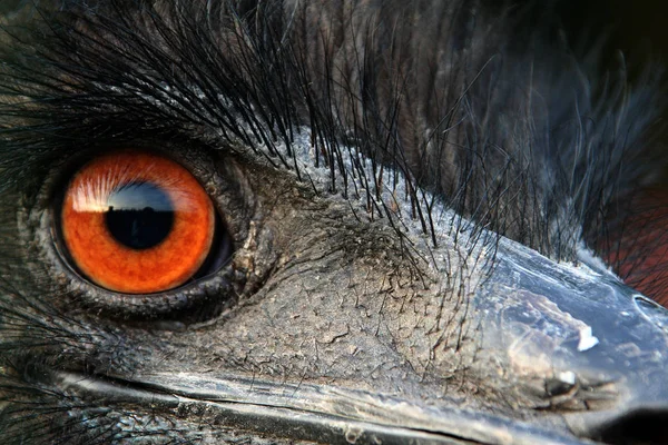 Macrodisparo Ojo Pájaro — Foto de Stock