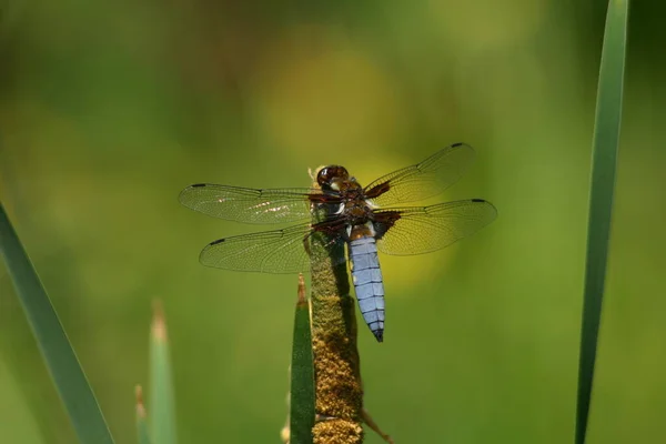 Vue Macro Rapprochée Insecte Libellule — Photo