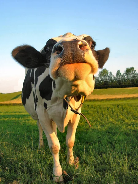 Fribourger Schwarzfleckvieh Zwany Również Bydło Holstein — Zdjęcie stockowe