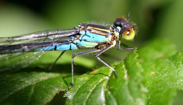 Inseto Libélula Natureza Entomologia — Fotografia de Stock