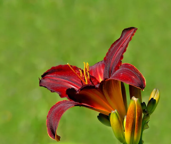 Daylily Luz Solar Uma Minhas Flores Favoritas — Fotografia de Stock