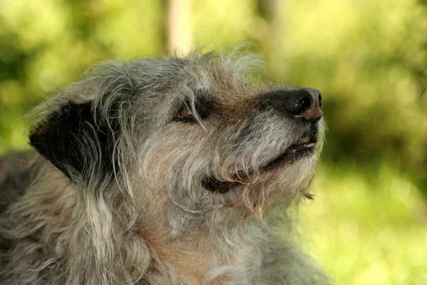 Porträt Eines Süßen Hundes — Stockfoto