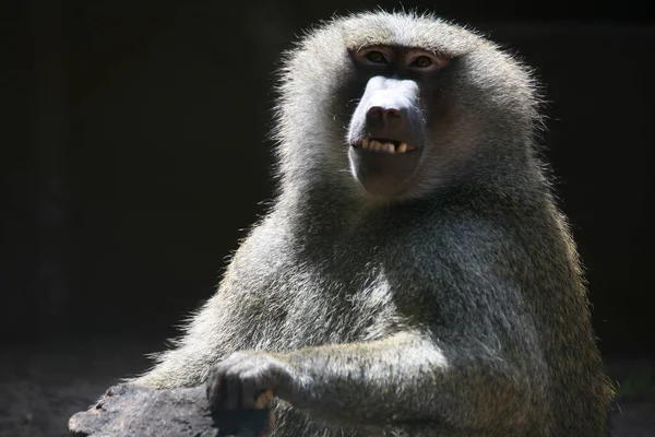 動物園での動物の閉鎖 — ストック写真