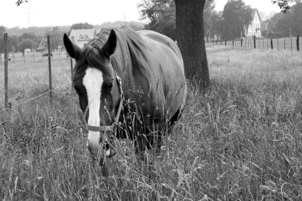 Venkovský Život Selektivní Zaměření — Stock fotografie