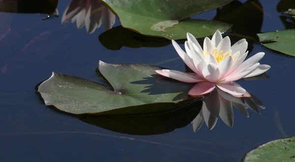 Closeup View Beautiful Water Lily — Stock Photo, Image