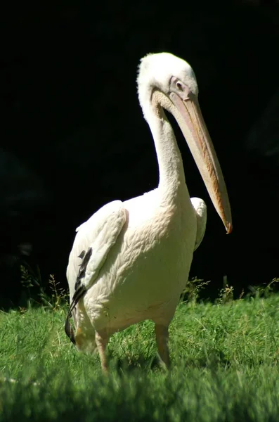 Uzun Gagalı Pelikan Kuşu — Stok fotoğraf